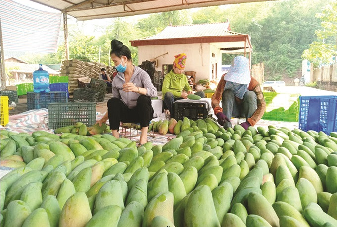 Yên Châu xuất k