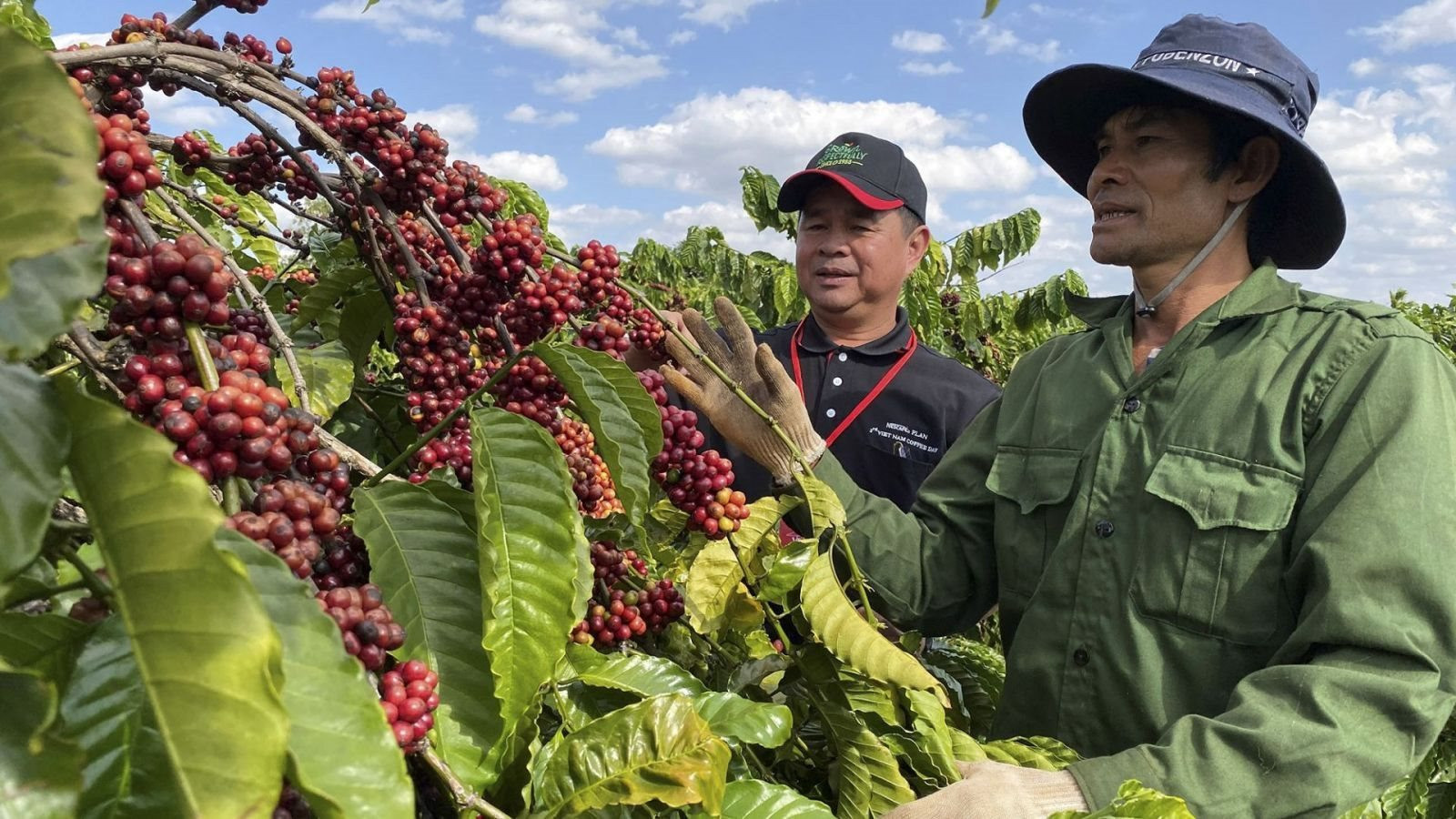 Kinh tế tuần hoàn trong chuỗi giá trị cà phê là một trong những mô hình tiêu biểu 