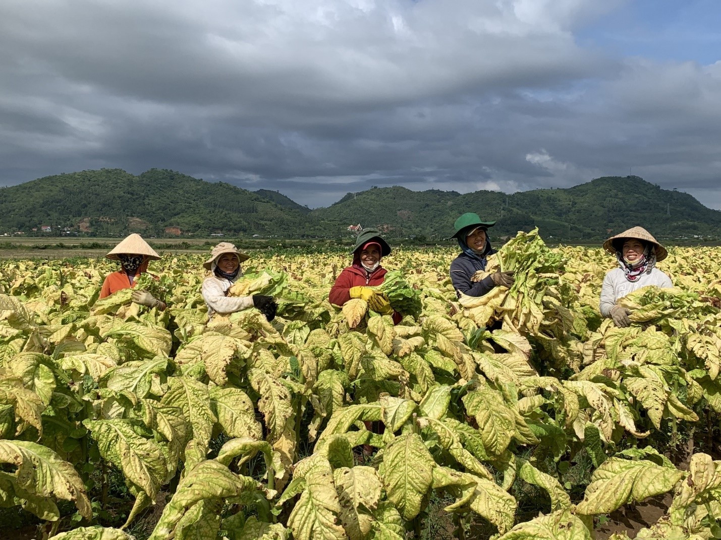 Cây thuốc lá được đánh giá là một trong những cây công nghiệp mang lại giá trị kinh tế cao, giúp người dân vùng khó khăn vươn lên thoát nghèo.