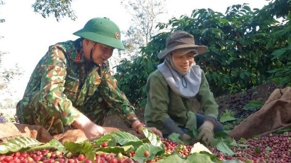 Tỏa sáng hình ảnh người lính Cà phê 15