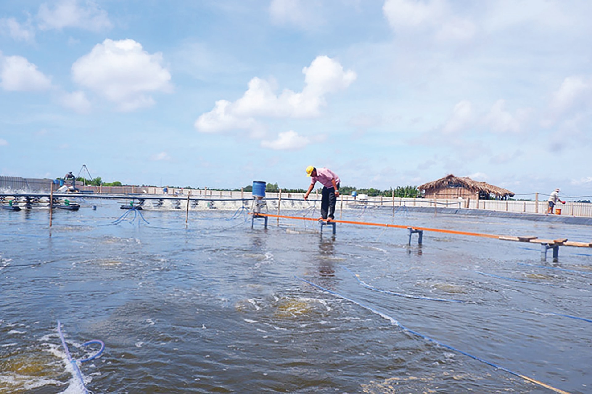 1- Mô hình nuôi tôm công nghệ cao tại huyện Thạnh Phú.