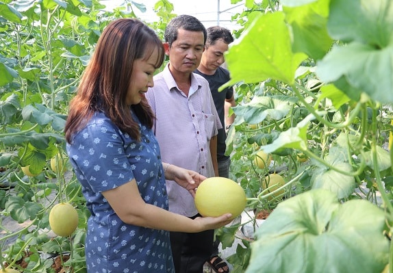 Mô hình trồng dưa lưới trong nhà màng ứng dụng các tiến bộ khoa học kỹ thuật tại Hoàng Xuân Farm, thị xã Trảng Bàng.