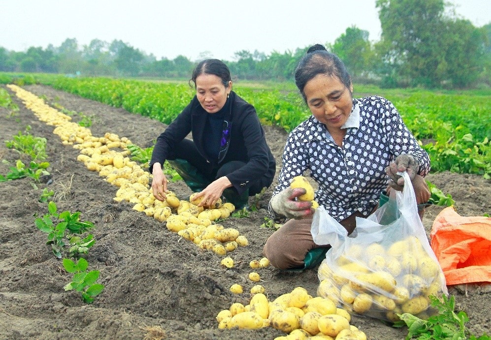 Khoai tây – Một trong những sản phẩm nông nghiệp chủ lực huyện Quế Võ