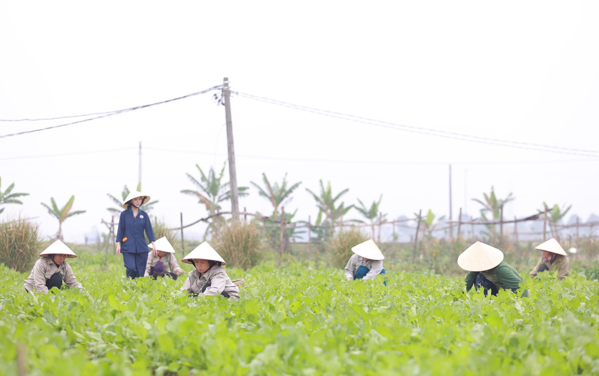 Nữ doanh nhân Đặng Thị Tâm cho biết, quyết định từ bỏ công việc ổn định để trở về quê hương khởi nghiệp là chấp nhận đi trên một con đường mới với nhiều chông gai, trắc trở nhưng không vì thế mà tôi bỏ cuộc.