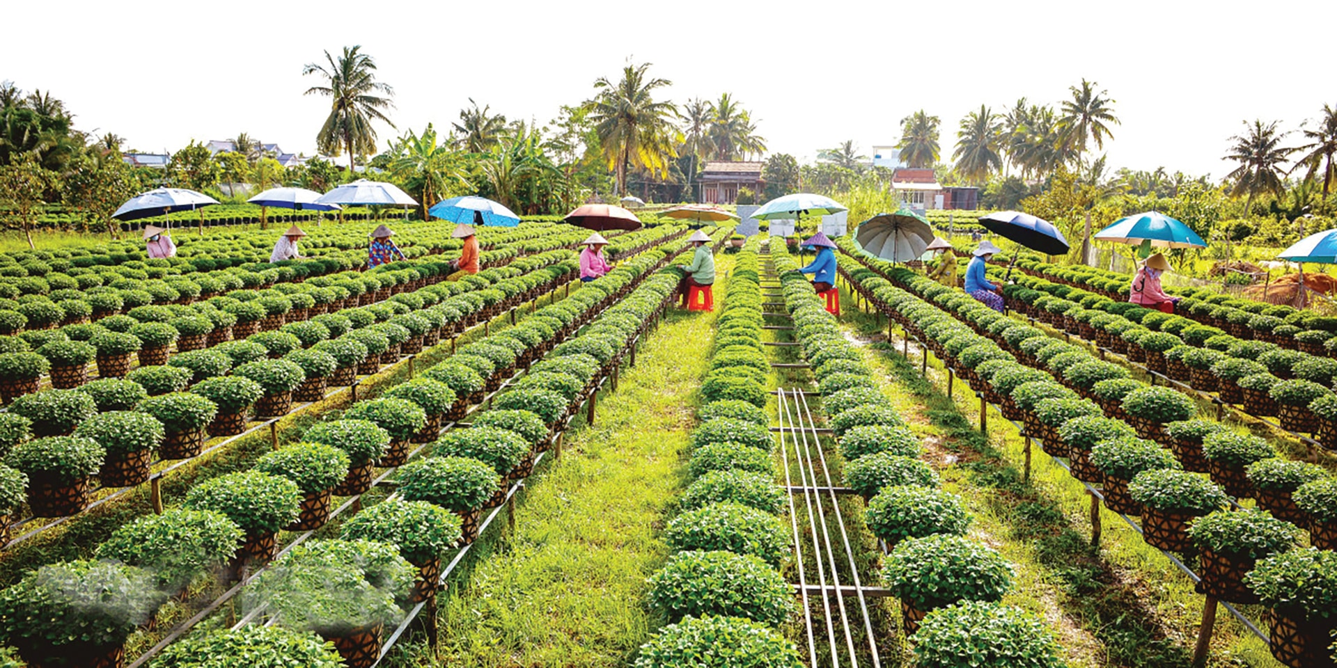 Nhộn nhịp chăm sóc vườn hoa ở Chợ Lách