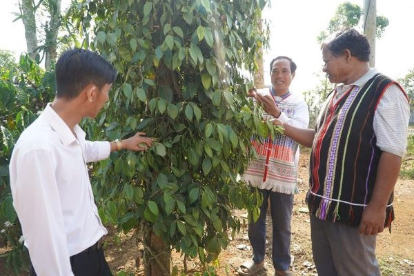 Nhiều mô hình, cách làm hay giảm nghèo ở Đắk Nông