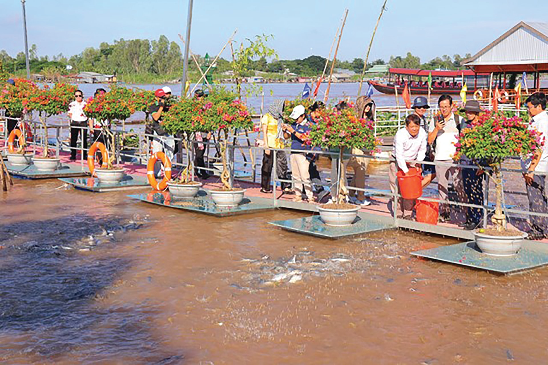 Du khách tham quan và trải nghiệm cho cá ăn, đây là đàn cá tự nhiên trên sông Tiền (thuộc phường An Thạnh, TP Hồng Ngự)