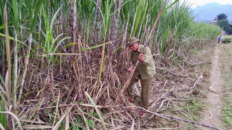 Nông dân trồng mía Nghệ An bước vào kỳ thu hoạch với tâm thế vui tươi, phấn khởi.