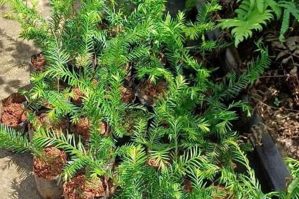 PineCare: Xây dựng thương hiệu từ việc bảo tồn và tái sinh rừng thông Việt Nam