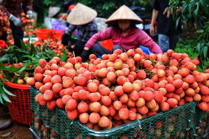 xay-dung-thuong-hieu-cho-nong-san-21.1.1.jpg