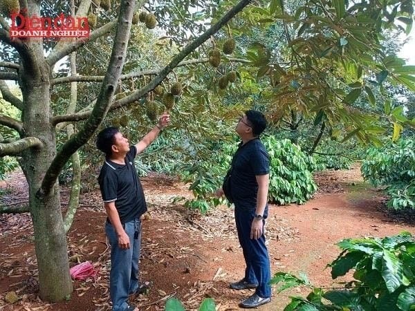 Sầu riêng Việt lại “tắc đường” sang Trung Quốc: Tháo gỡ thế nào?