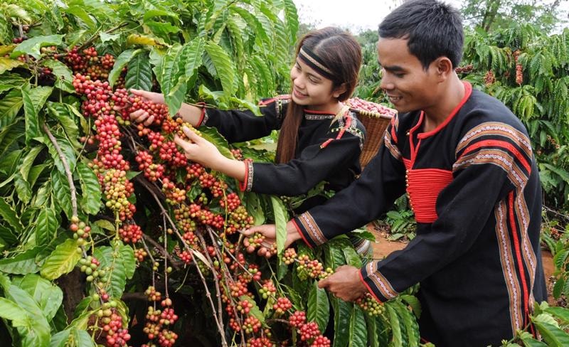 Thông qua lễ hội cà phê, các nhà quản lý, doanh nghiệp gặp gỡ, trao đổi hợp tác kinh doanh, giới thiệu hình ảnh đặc sắc về văn hóa cà phê