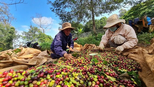 eu-canh-bao-thuc-pham-viet-nam-hoi-chuong-thuc-tinh-doanh-nghiep-viet-1.png