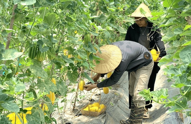 Bản sao bao-cao-tong-quan-nganh-trong-trot-vietnam-giai-doan-2018-2023-1