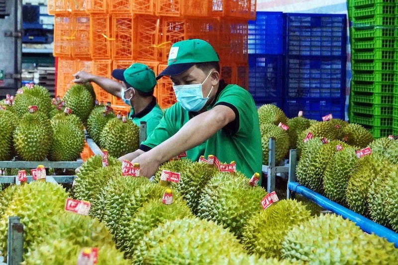 Bản sao xuat-khau-sau-rieng-vn-dat-gia-tri-ky-luc2dao-ngoc-thach-170378060119441709791