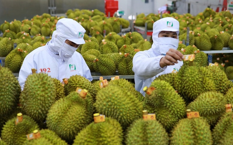 sau-rieng-viet-nam-xuat-khau-vao-eu-phai-kiem-tra-du-luong-thuoc-bao-ve-thuc-vat-tai-cua-khau_65a9e56d98d02.jpg