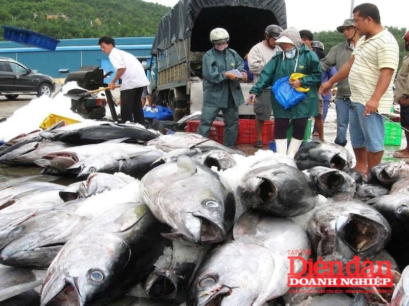 Hình cá ngừ