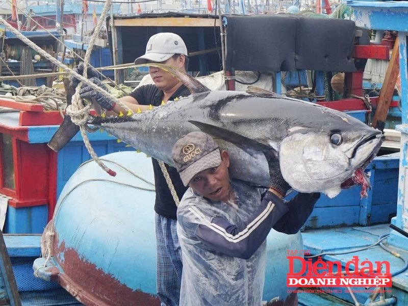 Hình cá ngừ 1