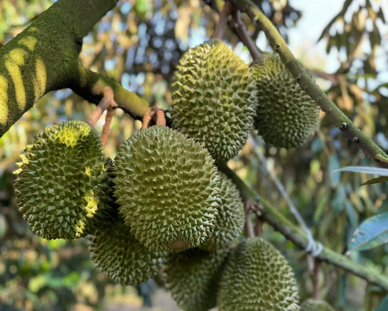 sau-rieng-70873.png