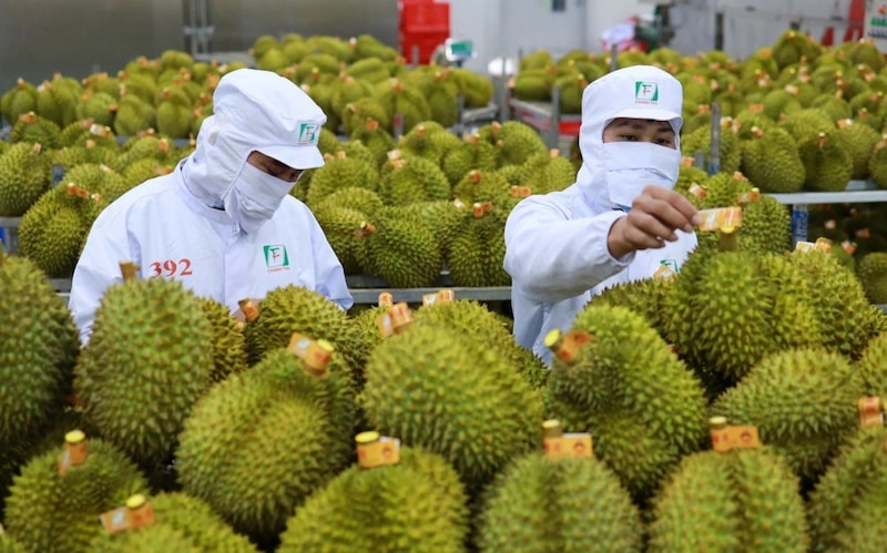 sau-rieng-viet-nam-xuat-khau-vao-eu-phai-kiem-tra-du-luong-thuoc-bao-ve-thuc-vat-tai-cua-khau_65a9e56d98d02.jpg