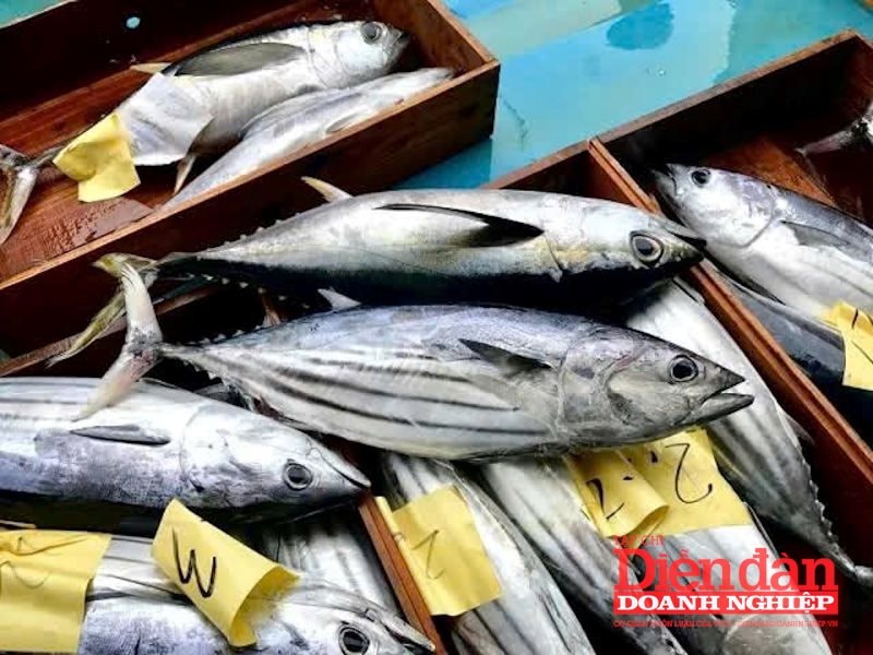 Hình cá ngừ vằn 2