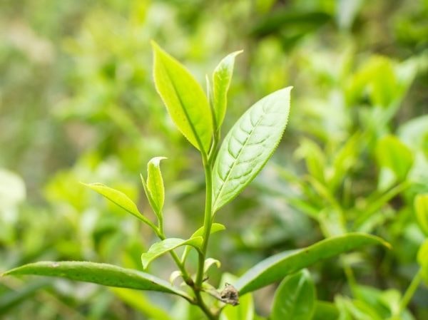 HÀ GIANG – MIỀN ĐẤT CỦA TRÀ SHAN TUYẾT DI SẢN HACOOCHA