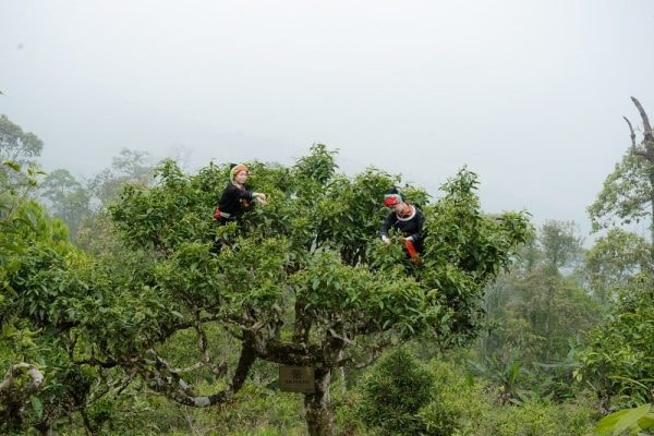 HÀ GIANG – MIỀN ĐẤT CỦA TRÀ SHAN TUYẾT DI SẢN HACOOCHA