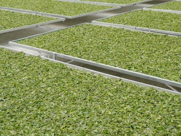 HÀ GIANG – MIỀN ĐẤT CỦA TRÀ SHAN TUYẾT DI SẢN HACOOCHA