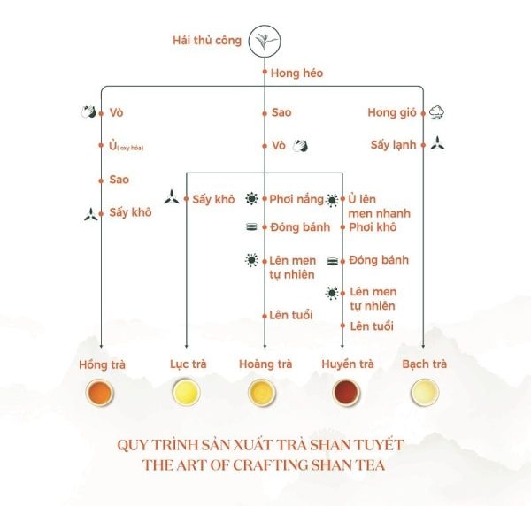 HÀ GIANG – MIỀN ĐẤT CỦA TRÀ SHAN TUYẾT DI SẢN HACOOCHA
