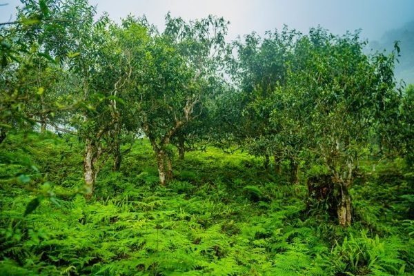 HÀ GIANG – MIỀN ĐẤT CỦA TRÀ SHAN TUYẾT DI SẢN HACOOCHA