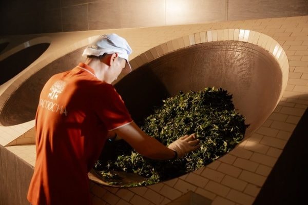 HÀ GIANG – MIỀN ĐẤT CỦA TRÀ SHAN TUYẾT DI SẢN HACOOCHA