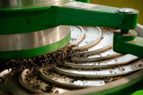 HÀ GIANG – MIỀN ĐẤT CỦA TRÀ SHAN TUYẾT DI SẢN HACOOCHA