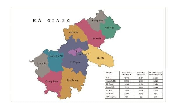 HÀ GIANG – MIỀN ĐẤT CỦA TRÀ SHAN TUYẾT DI SẢN HACOOCHA