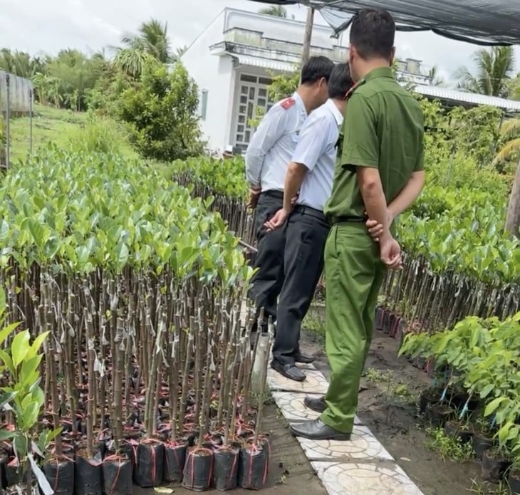 cay-dung-giong-van-dinh-don-vi-thieu-chung-chi-ghep-cay-1.jpg