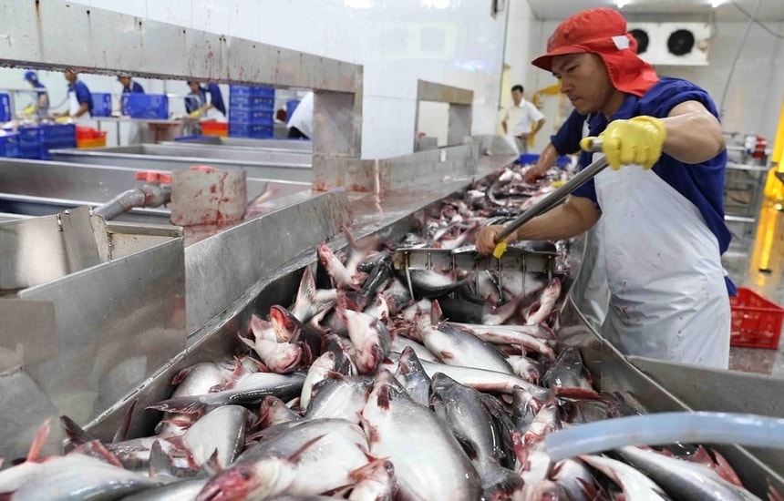 Xuất khẩu cá tra sang Mỹ trong tháng 5/2025 đạt 41 triệu USD, tăng 35% so với tháng 5/2024.
