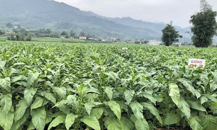 vùng nguyên liệu của Vinataba tại huyện Ngân Sơn