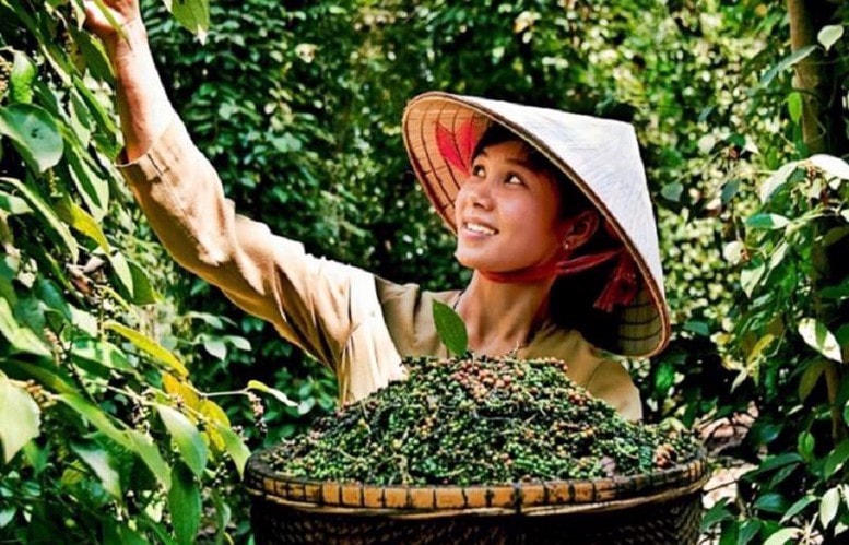 nganh-ho-tieu-dau-dau-boi-nghich-ly-thue-vat-2.jpg