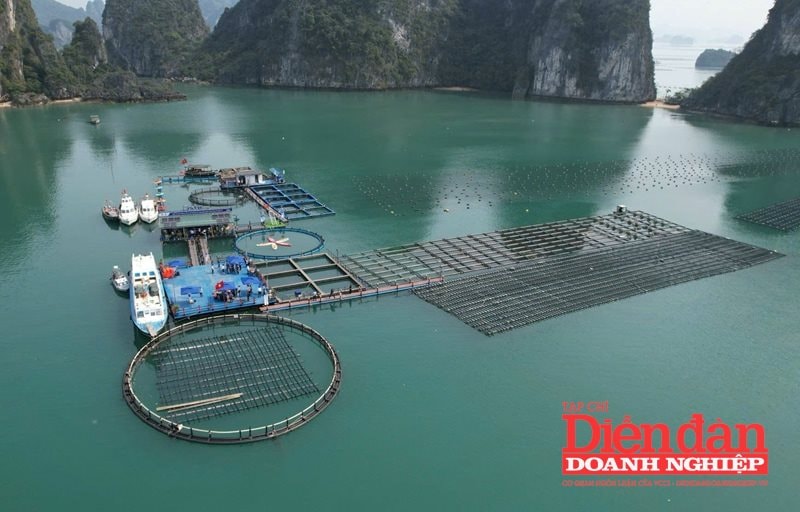 Việc nuôi biển bằng vật liệu bền vững và tích hợp công nghệ hiện đại đã được áp dụng tại Quảng Ninh