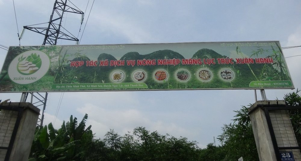 HTX DVNN Măng Lục Trúc Xuân Hanh – Hành trình biến những đồi keo thành đồi “đất vàng”