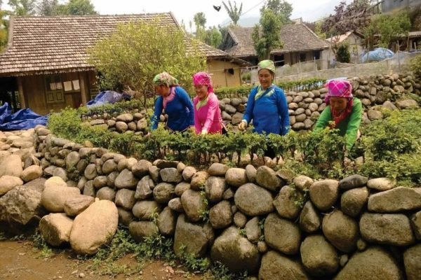 Du lịch nông nghiệp Lai Châu – Hành trình kết nối thiên nhiên và bản sắc