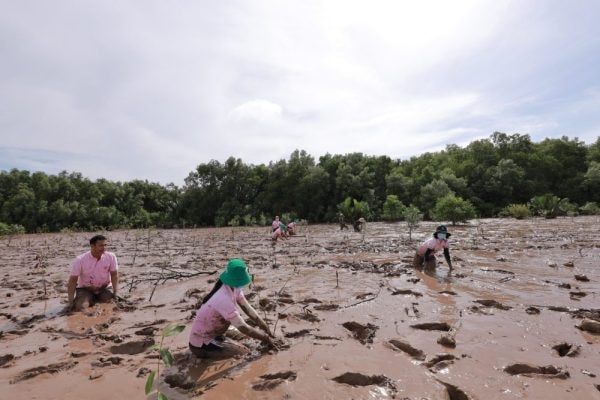 C.P. Việt Nam: Hành trình xanh vun đắp nền nông nghiệp bền vững