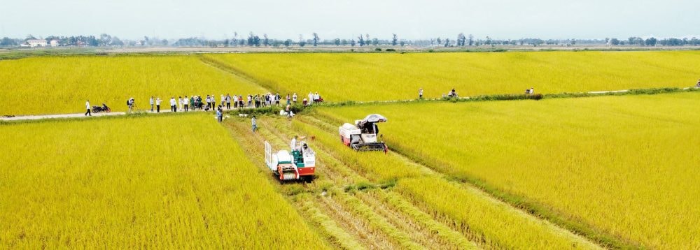 “Lúa carbon” - đào sâu chuỗi giá trị nông nghiệp “Lúa carbon” - đào sâu chuỗi giá trị nông nghiệp
