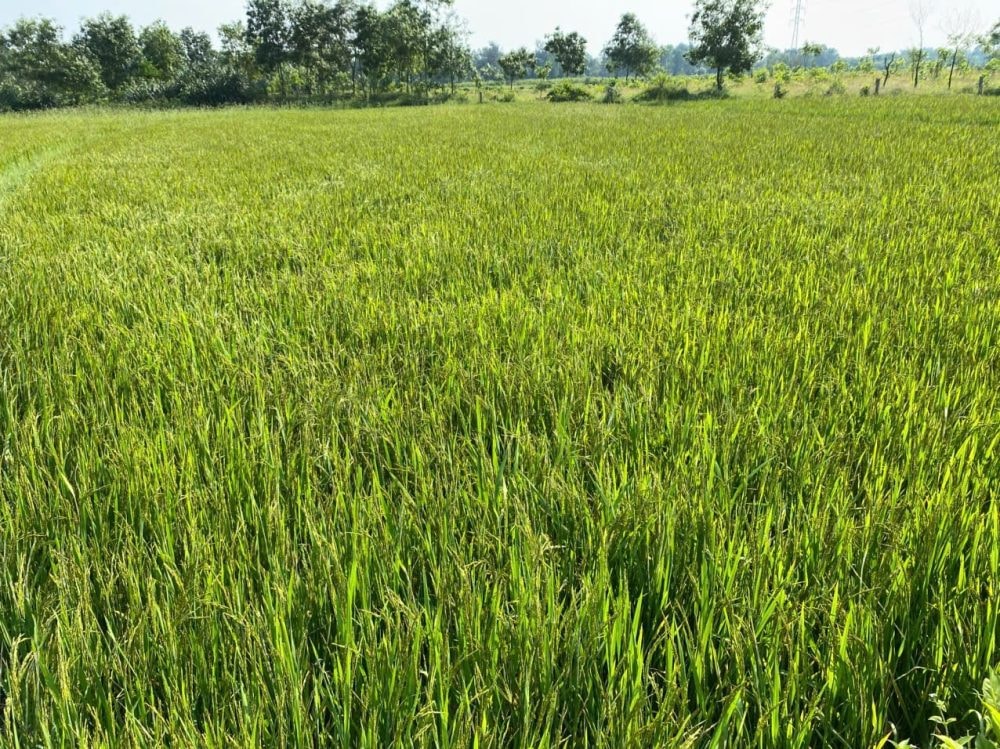 “Lúa carbon” - đào sâu chuỗi giá trị nông nghiệp “Lúa carbon” - đào sâu chuỗi giá trị nông nghiệp