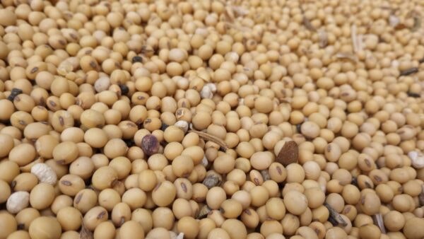 soybeans-in-johns-semi-e1720799551920.jpg