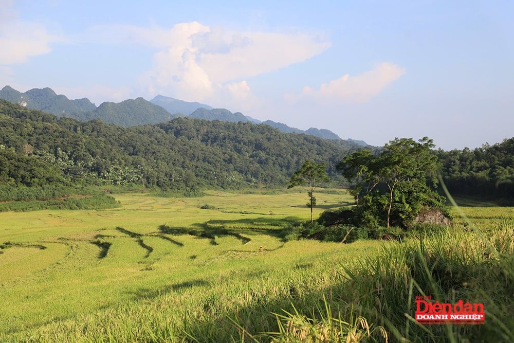 puluong4.jpg