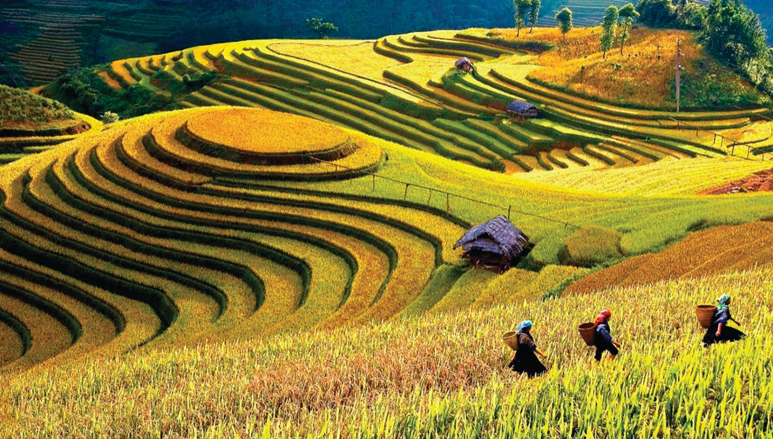 lao cai