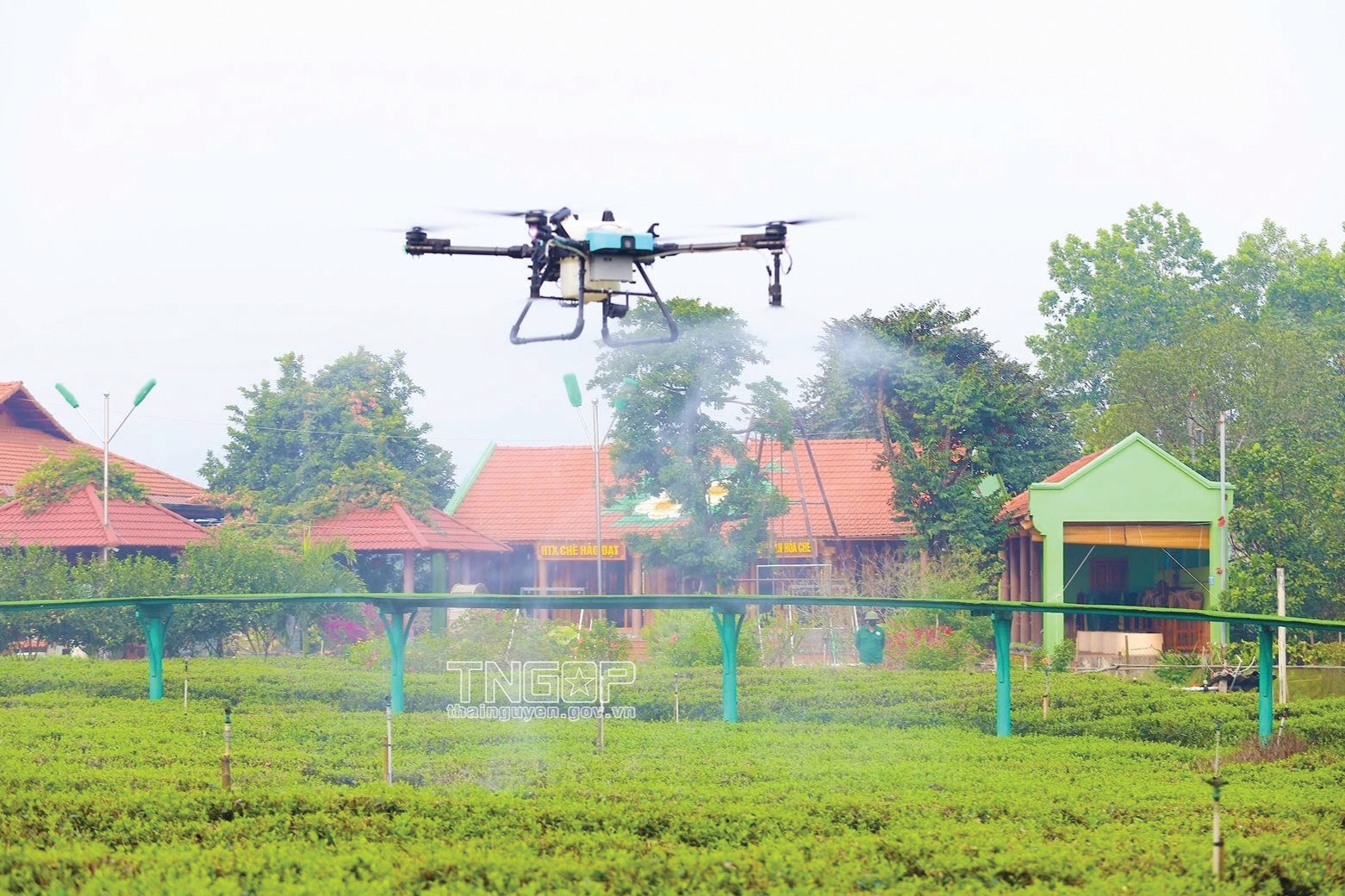 Ứng dụng UAV để phun tưới chè tại HTX Chè Hảo Đạt, Thái Nguyên