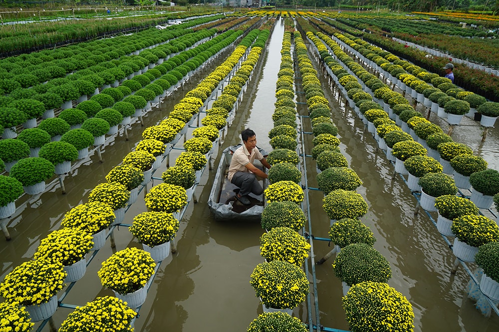 Tổ hợp tác Hoa kiểng khóm Tân An chuẩn bị 200.000 giỏ hoa rực rỡ, sẵn sàng cung ứng cho Festival và thị trường Tết Nguyên đán
