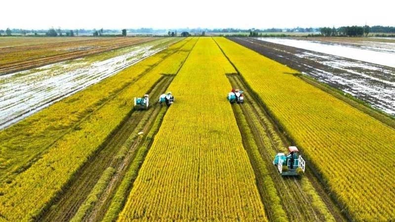 Sản xuất gạo giảm phát thải - đòn bẩy nâng tầm hạt gạo Việt