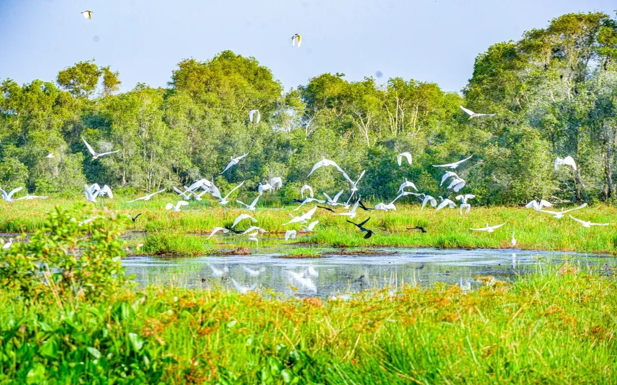 Vườn quốc gia Tràm Chim là điểm thu hút khách du lịch của tỉnh Đồng Tháp